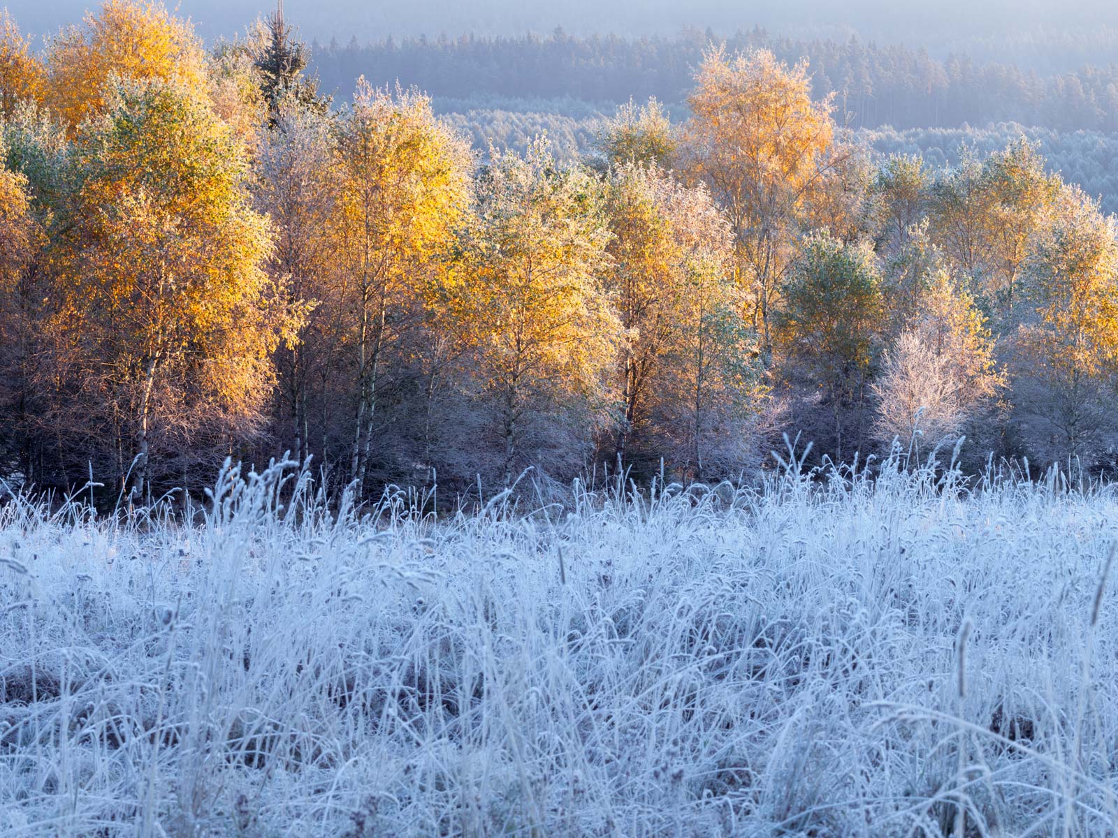 ilustrace na pozadí